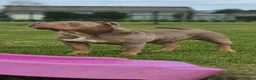 Amerikaanse Bully honden te koop: Prachtig nest American Bully pups - Advertentie 30