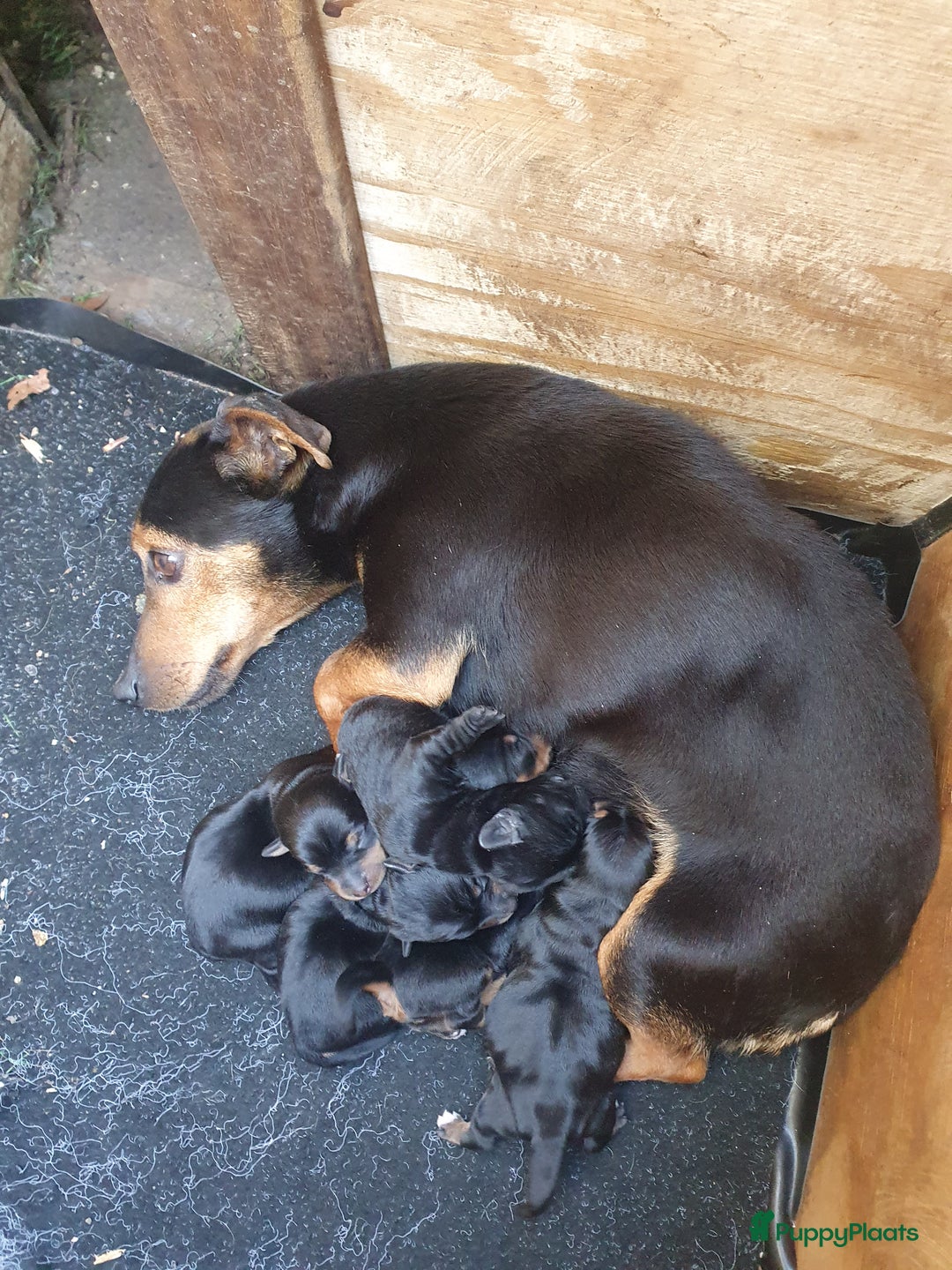 Jack Russel Terriër honden te koop: Toyjecks in Uden - Afbeelding 5