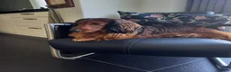 Kruising honden te koop: Teckel kruising pups  in Wanssum - Advertentie 4