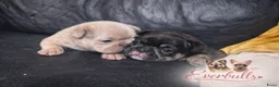 Franse Bulldog honden te koop: Franse Bulldog pups  - Advertentie 1