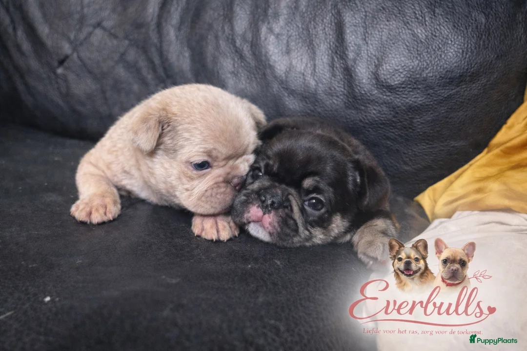 Franse Bulldog honden te koop: Franse Bulldog pups  - Advertentie 1