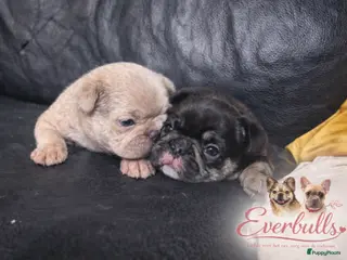 Franse Bulldog honden Franse Bulldog pups - Advertentie 1