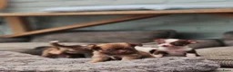 Chihuahua honden te koop: Raszuivere Chihuahua pups reutjes - Advertentie 10