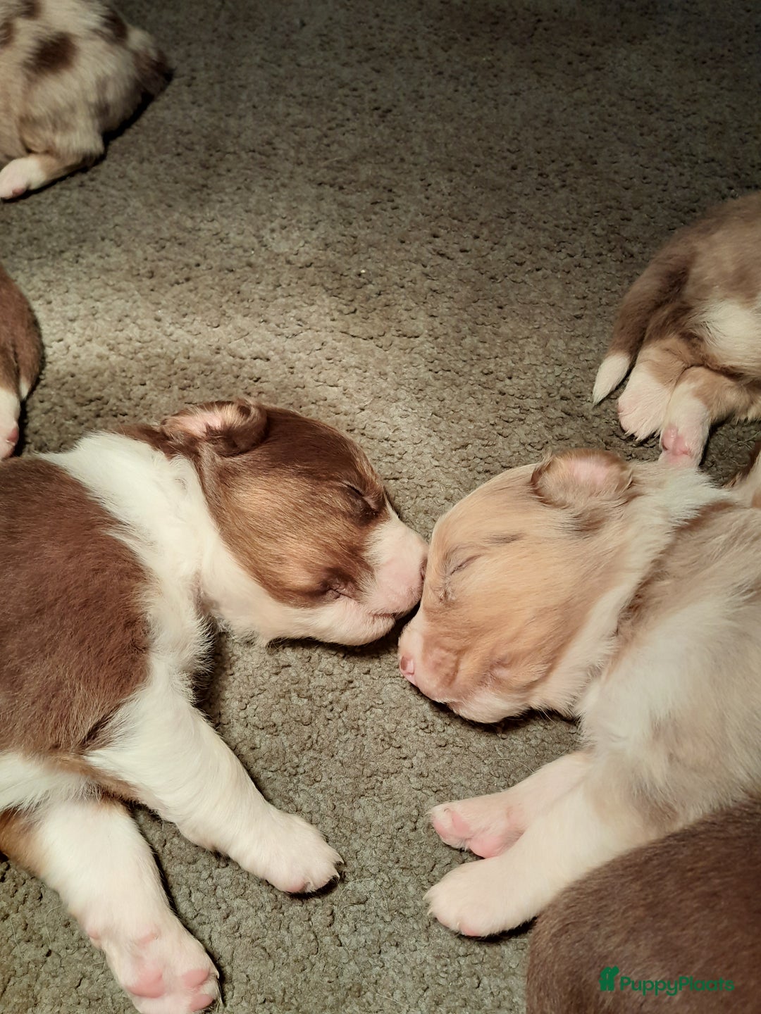 Australian Shepherd honden te koop: Lieve raszuivere australian shepherd pups  - Advertentie 6