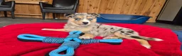 Kruising honden te koop: Mini Australian shepherd pup reutje  - Advertentie 10