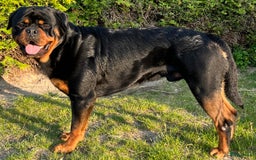 Rottweiler honden ter dekking: Lieve rottweiler reu met FCI STAMBOOM - Afbeelding 2
