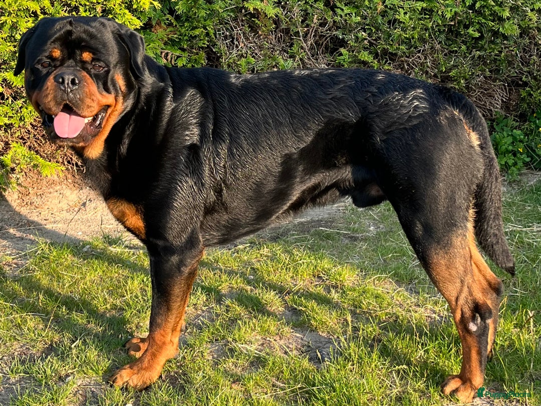 Rottweiler honden ter dekking: Lieve rottweiler reu met FCI STAMBOOM - Afbeelding 2