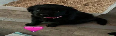 Pink bandje
