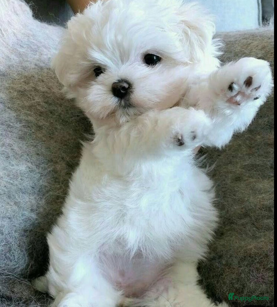 Maltezer honden Mini Maltezer  - Advertentie 3