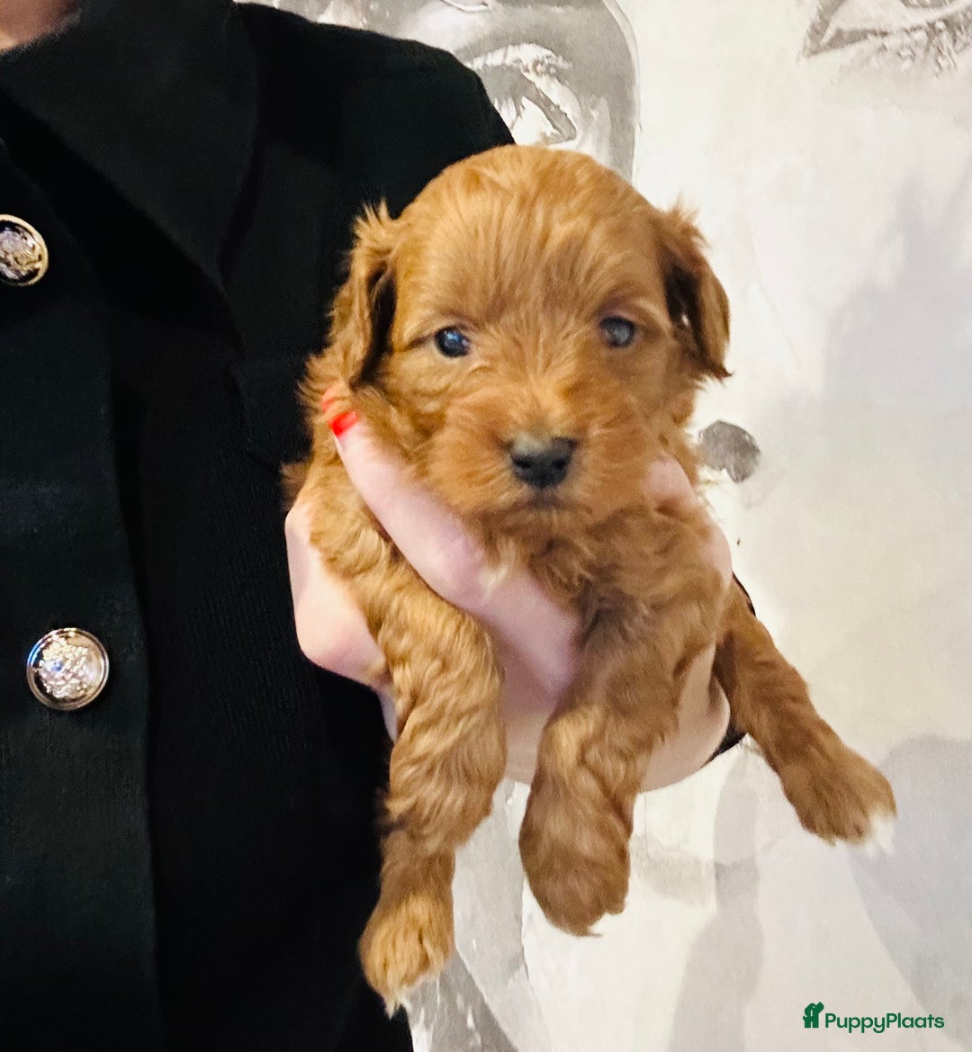 Maltipoo honden te koop: MALTIPOO pups te reserveren bijna 5 weken oud - Advertentie 7