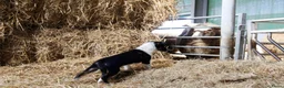 Border Collie honden te koop: Bordercollie pups uit werklijn met isds stamboom in Echtenerbrug - Advertentie 1