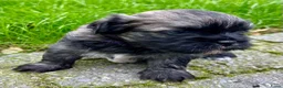 Boomer honden te koop: Boomerpups - Advertentie 5