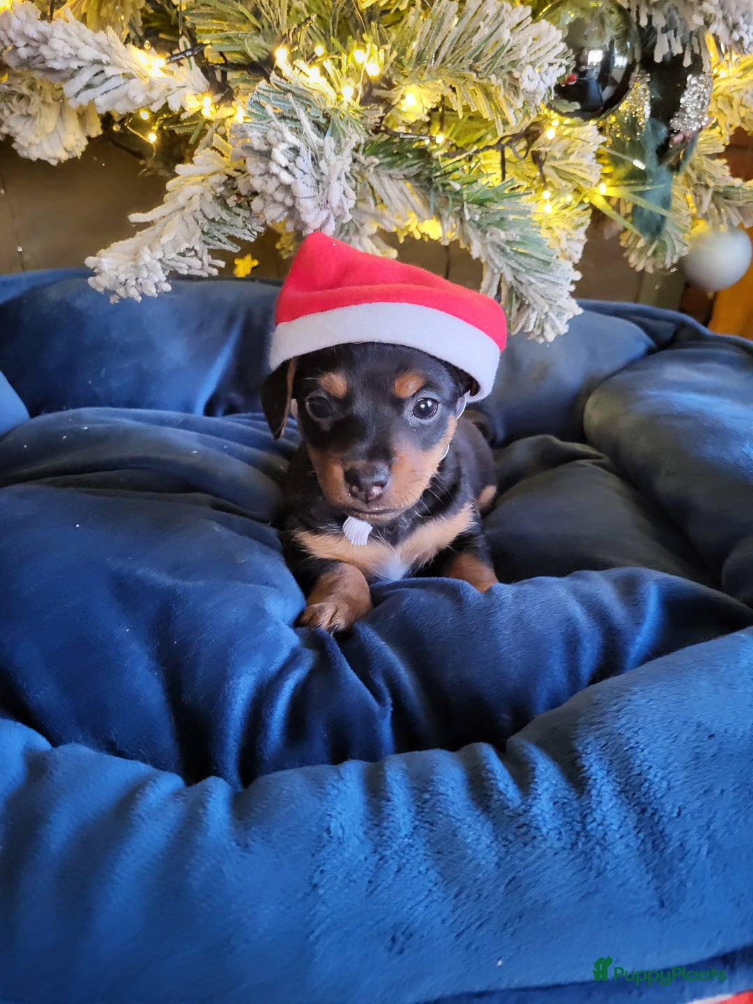 Jack Russel Terriër honden te koop: Black en tan  broertjes zoeken nog een warm mandje - Advertentie 7