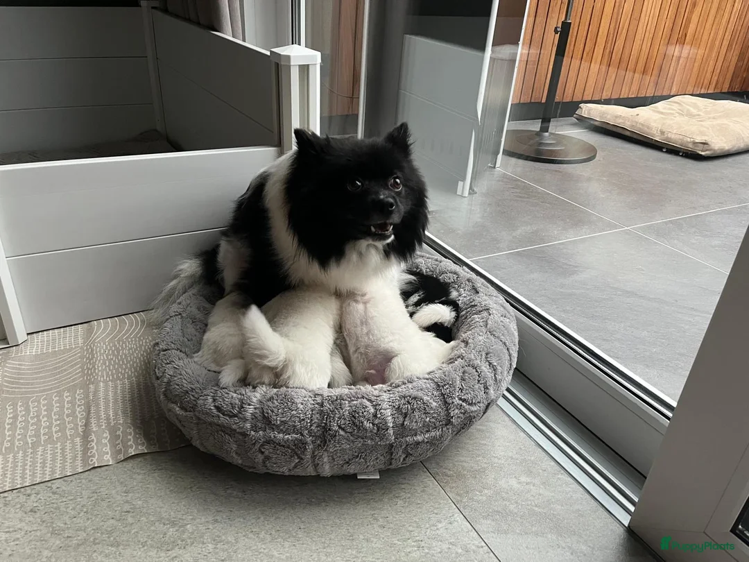 Kruising honden te koop: Teddy dog mini Chow Chow  - Advertentie 23