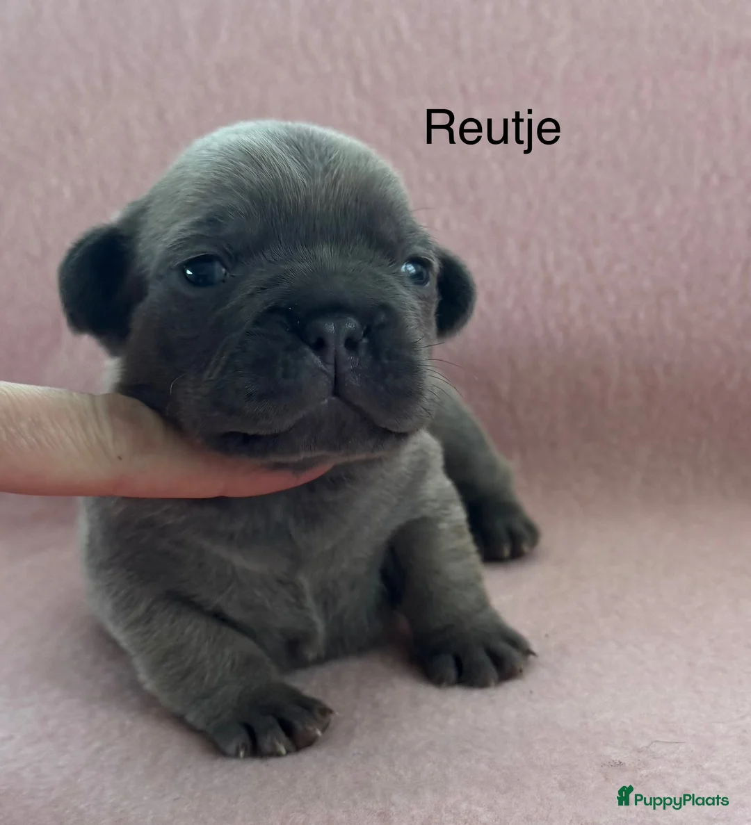 Franse Bulldog honden te koop: Franse bulldog pups , beide ouders aanwezig  - Advertentie 1