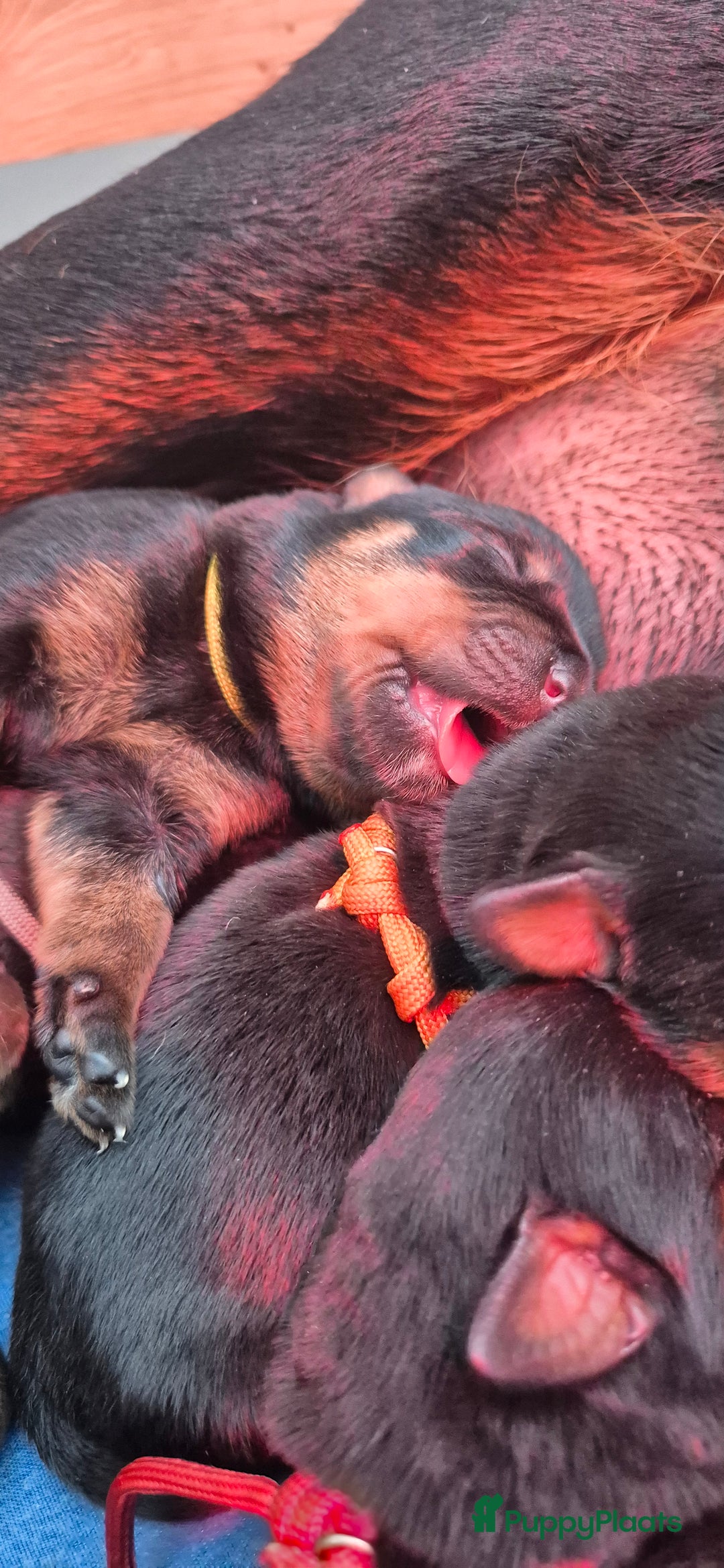 Rottweiler honden te koop: Nest F 27.11.2025 - Advertentie 6