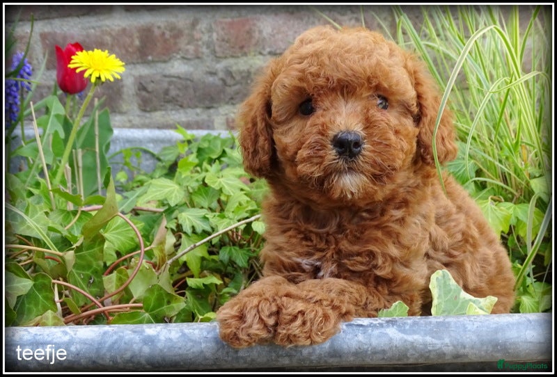 Maltipoo honden Maltipoo F1b pups - Advertentie 1