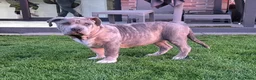 Amerikaanse Bully honden te koop: American bully xl pup - Advertentie 3