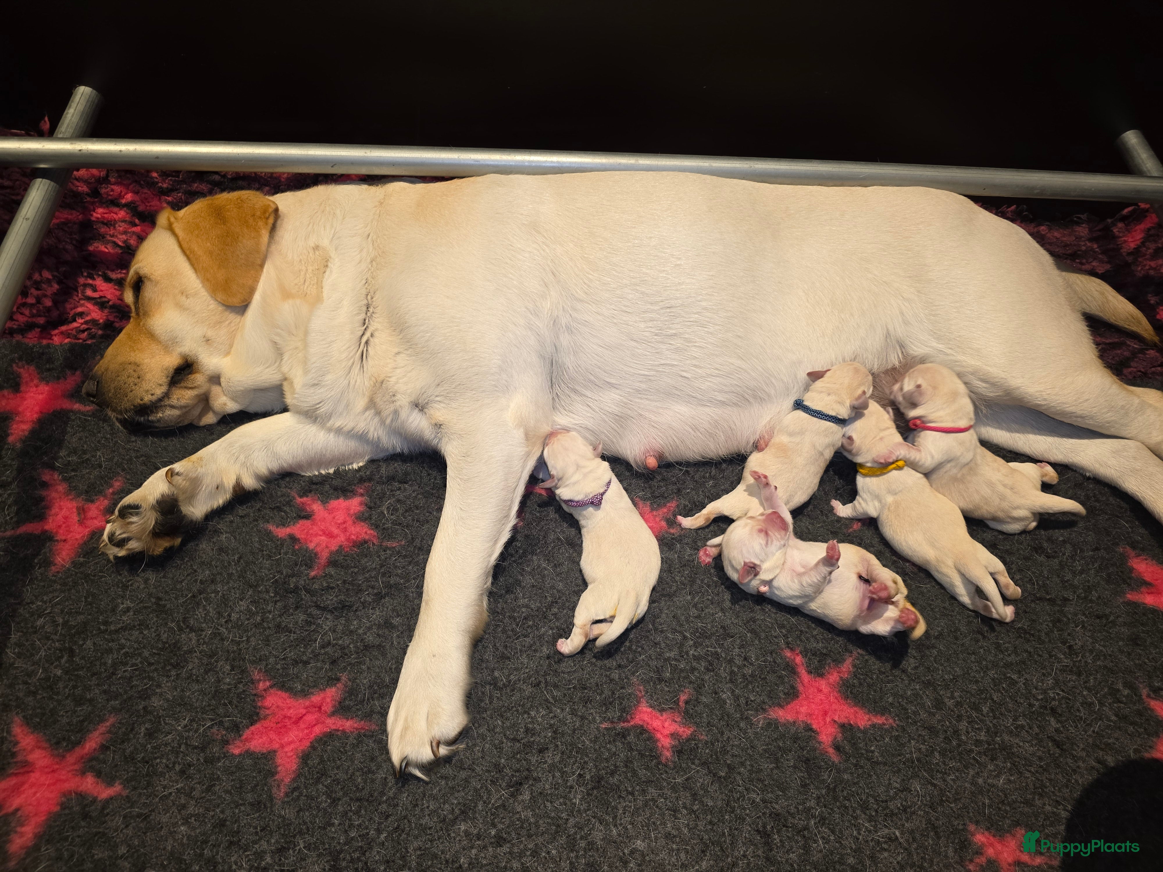 Labrador Retriever honden Prachtige blonde pups - Advertentie 3