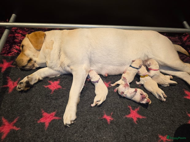Labrador Retriever honden Prachtige blonde pups - Advertentie 13