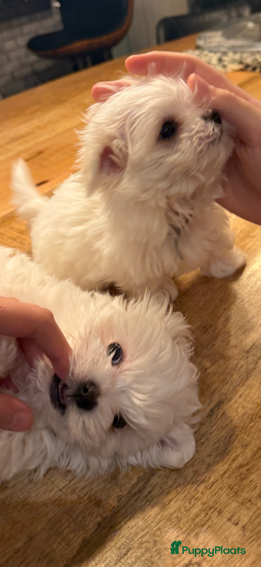 Maltezer honden te koop: Toy Maltezer pups - Advertentie 7