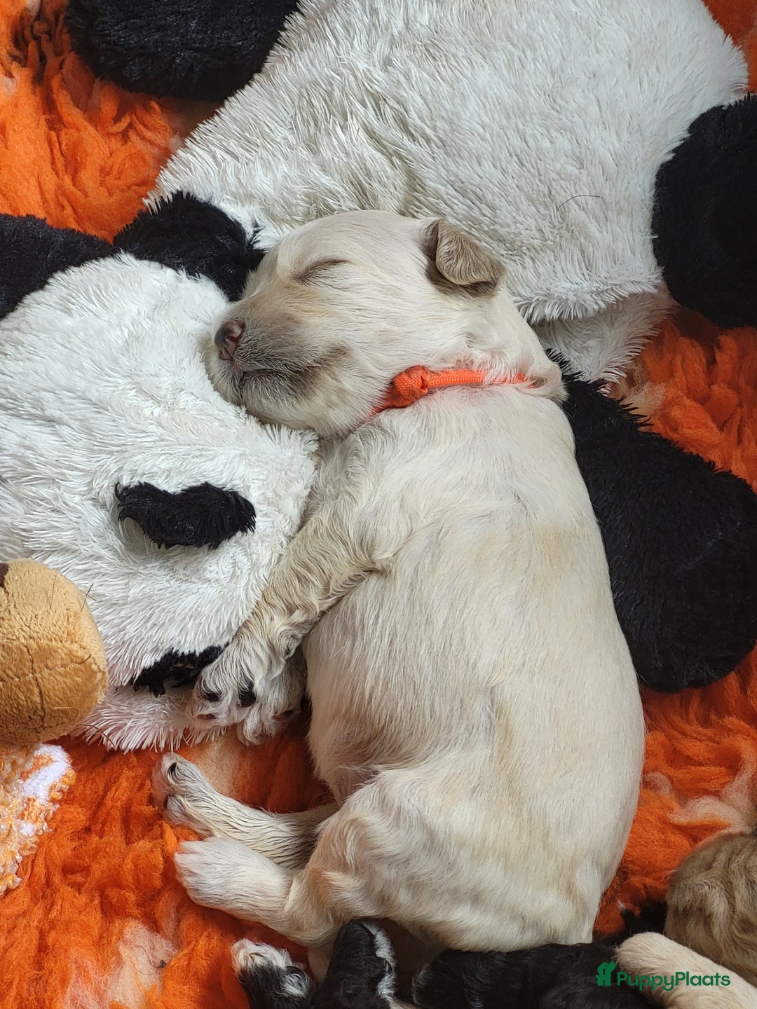 Barbet honden te koop: Prachtige barbet puppy's in Den Ham - Afbeelding 15
