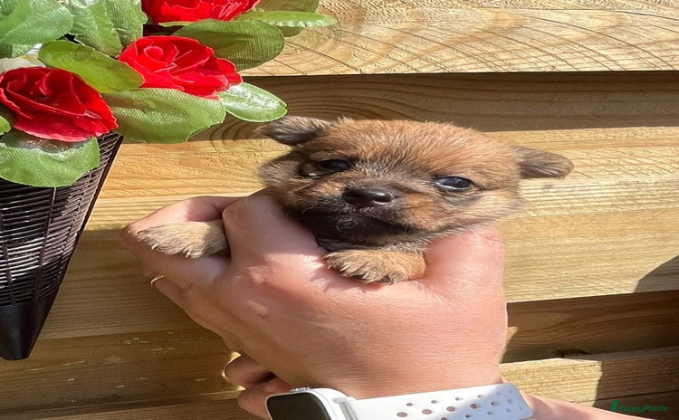 Boomer honden - Advertentie 3