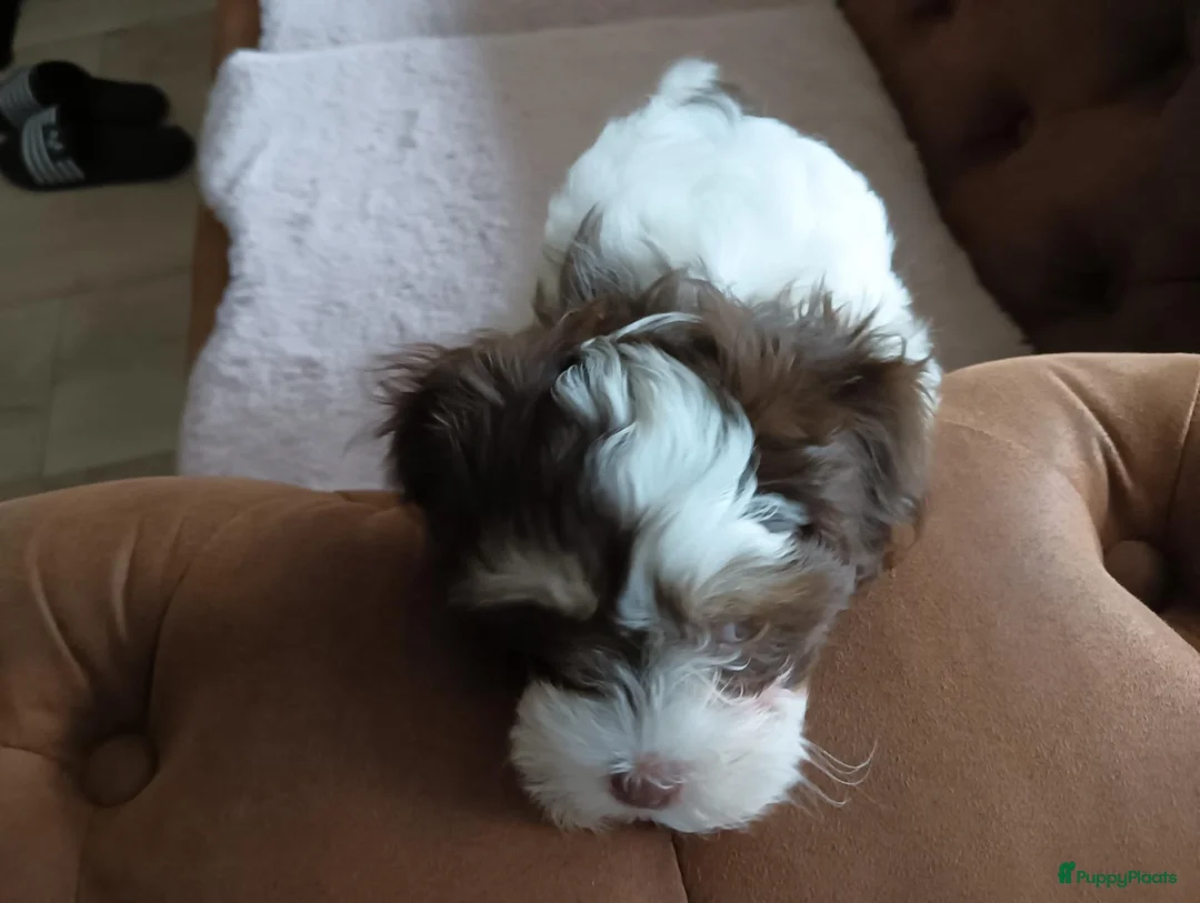 Kruising honden te koop: Te koop - Advertentie 4