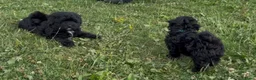 Kruising honden te koop: Mini Doodle pups  in IJsselstein - Advertentie 7