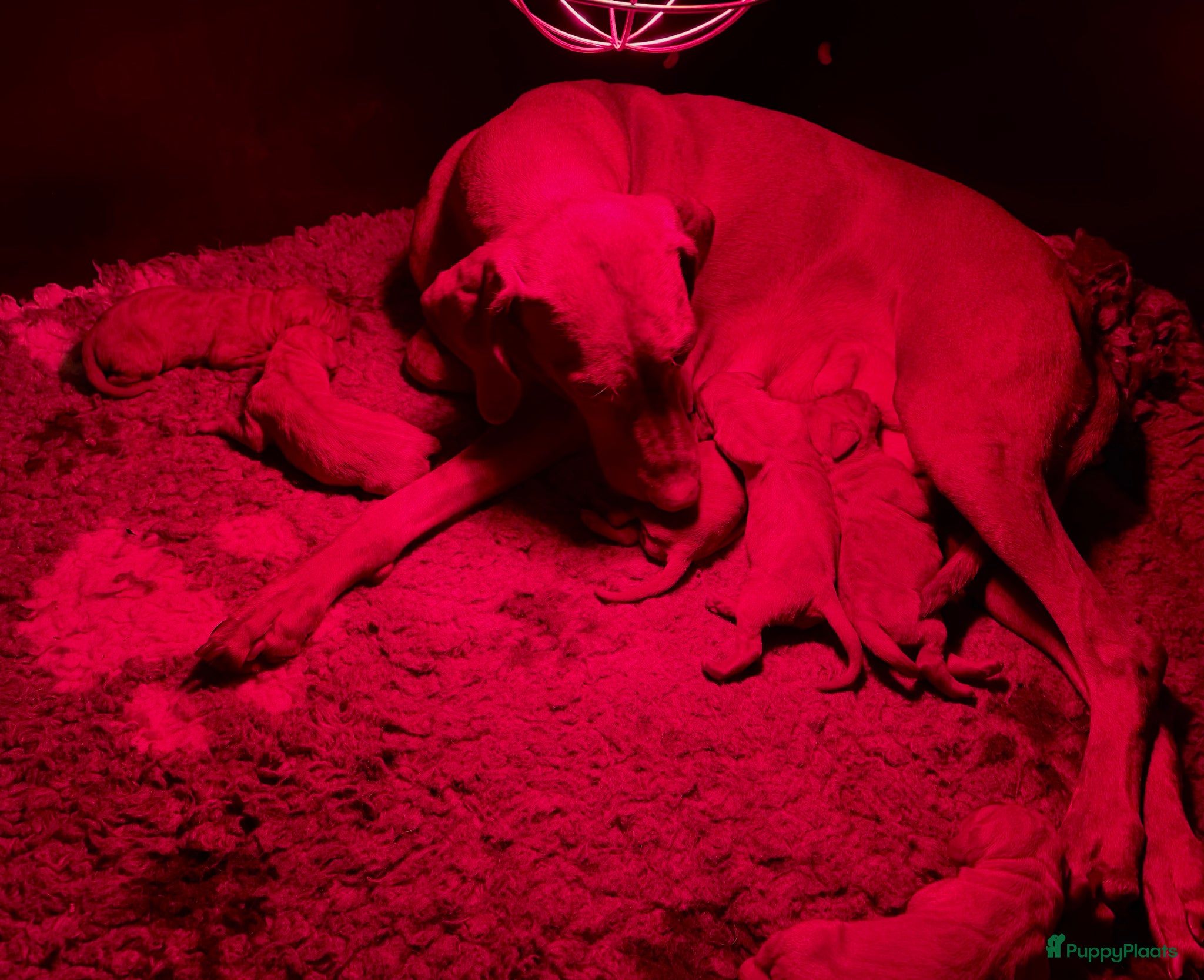 Vizsla korthaar honden Mooie vizsla pups met stamboom - Advertentie 1