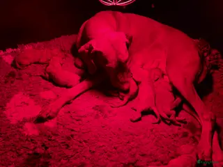 Vizsla korthaar honden Mooie vizsla pups met stamboom - Advertentie 1