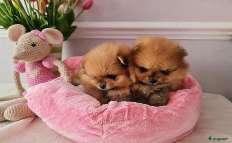Pomeriaan honden - Advertentie 3