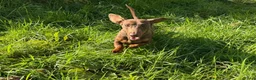 Kruising honden te koop:  Dwergpincher x Chihuahau X Kaninchenteckel pups. - Advertentie 20