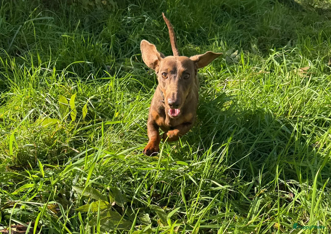 Kruising honden te koop:  Dwergpincher x Chihuahau X Kaninchenteckel pups. - Advertentie 20