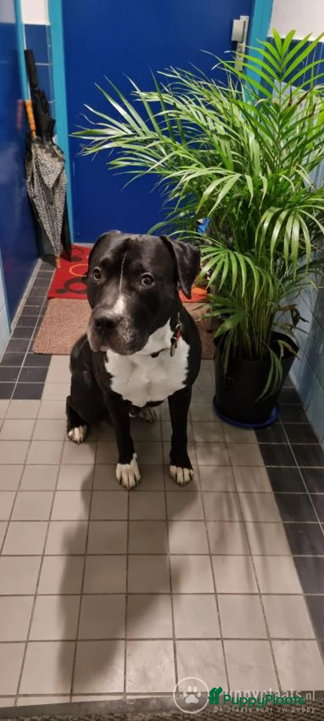 Kruising honden ter dekking: Prachtige stevige Pitbull/Argentijnse dog met zacht karakter aangeboden voor dekking in Rotterdam - Advertentie 3