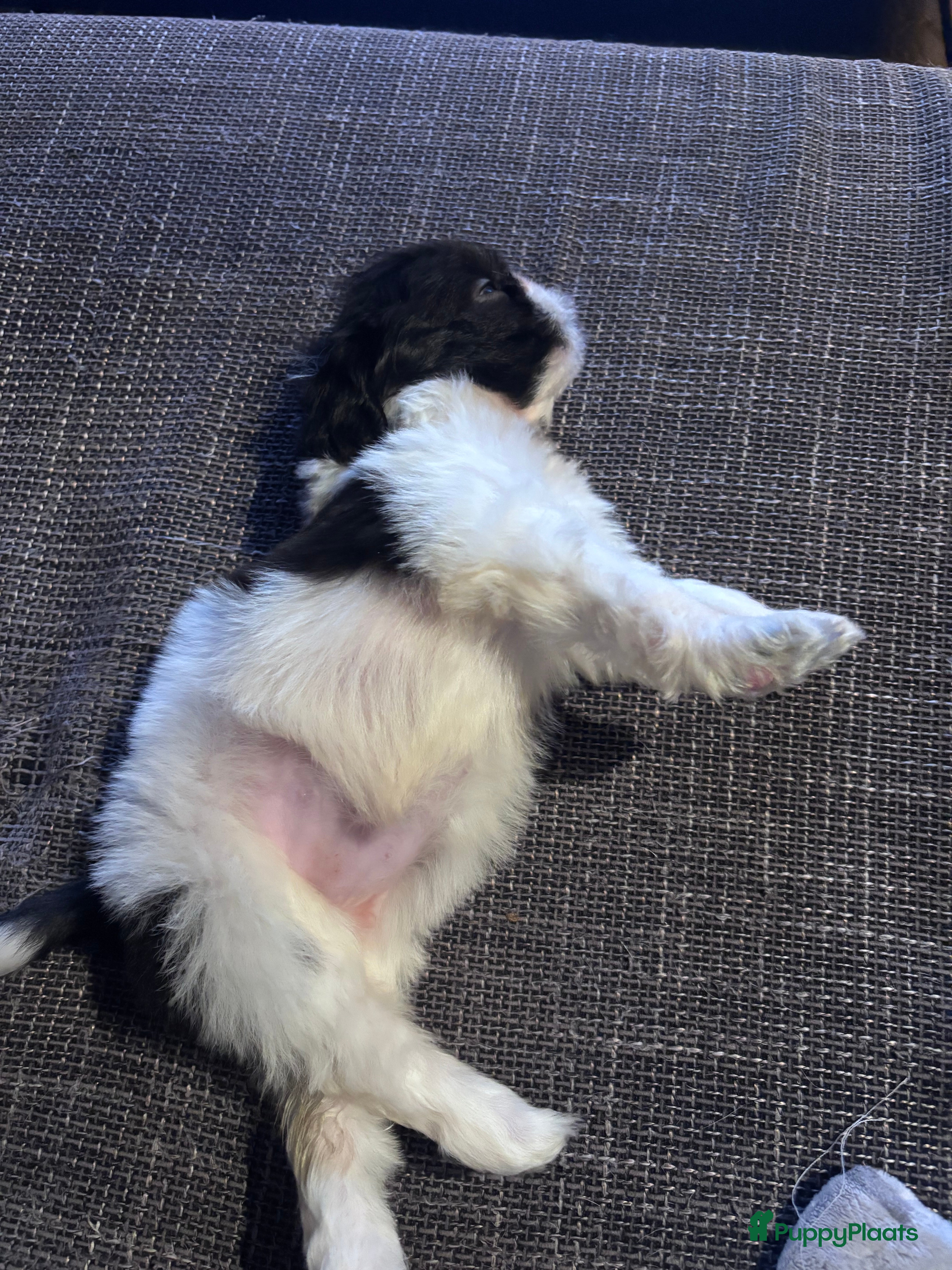 Shih Tzu honden Shih tzu teefje speels lief aanhankelijk - Advertentie 6