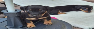 Jack Russel Terriër 3