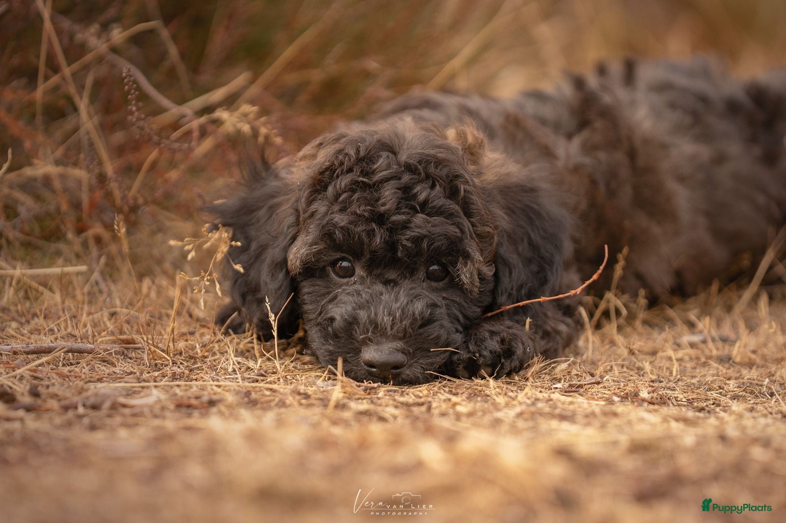 Kruising honden Dwergpoedel x Boompoo pups  - Advertentie 13