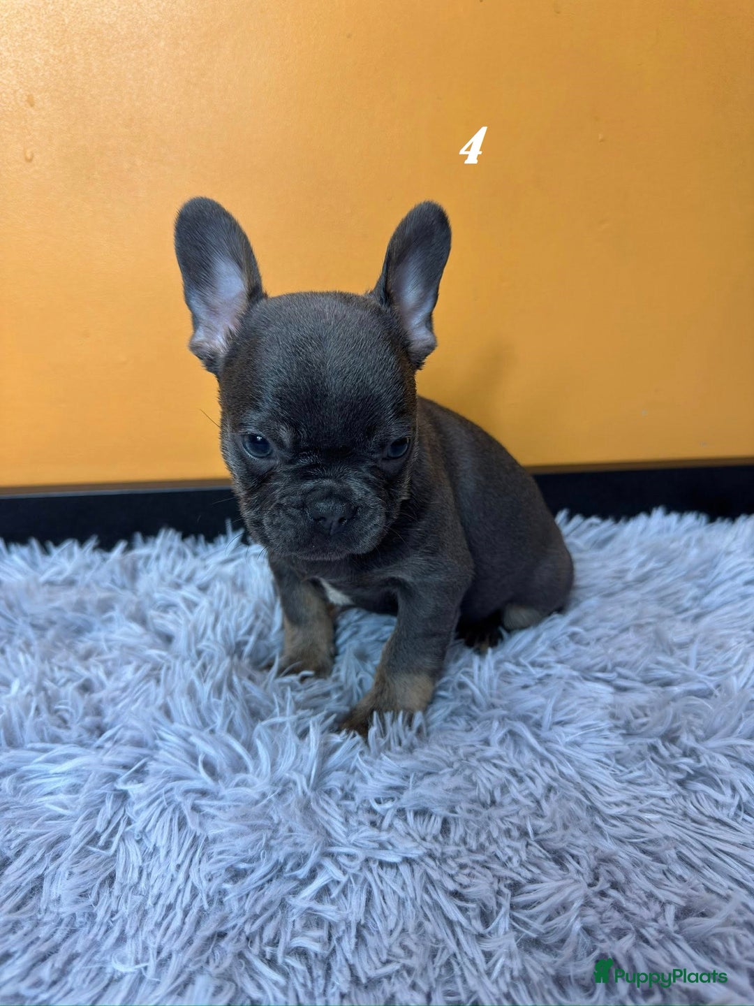 Franse Bulldog honden te koop: Franse bulldog pups - Advertentie 12