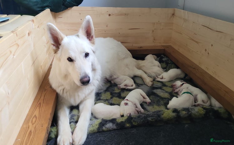 Zwitserse Witte Herdershond honden - Advertentie 1