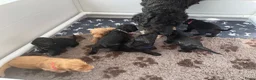 Australian Labradoodle honden te koop: (Australian) Labradoodle pups - Advertentie 18