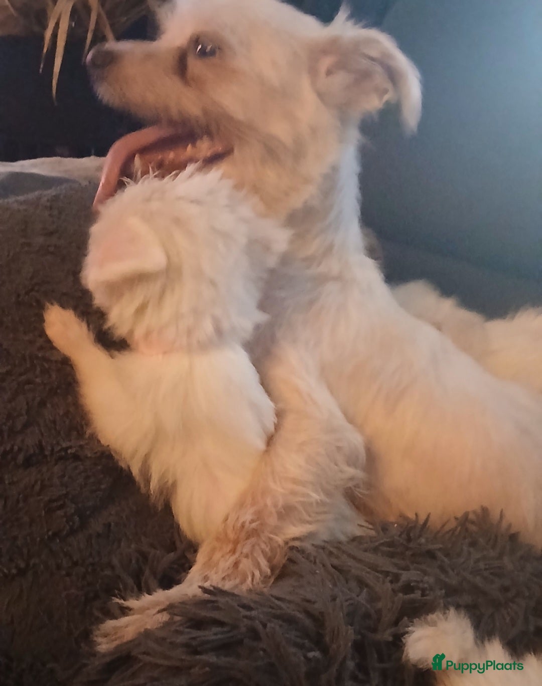 Boomer honden te koop: Prachtige boomer pups .mogen nestje verlaten!! - Afbeelding 25