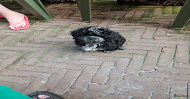 Boomer honden - Advertentie 4