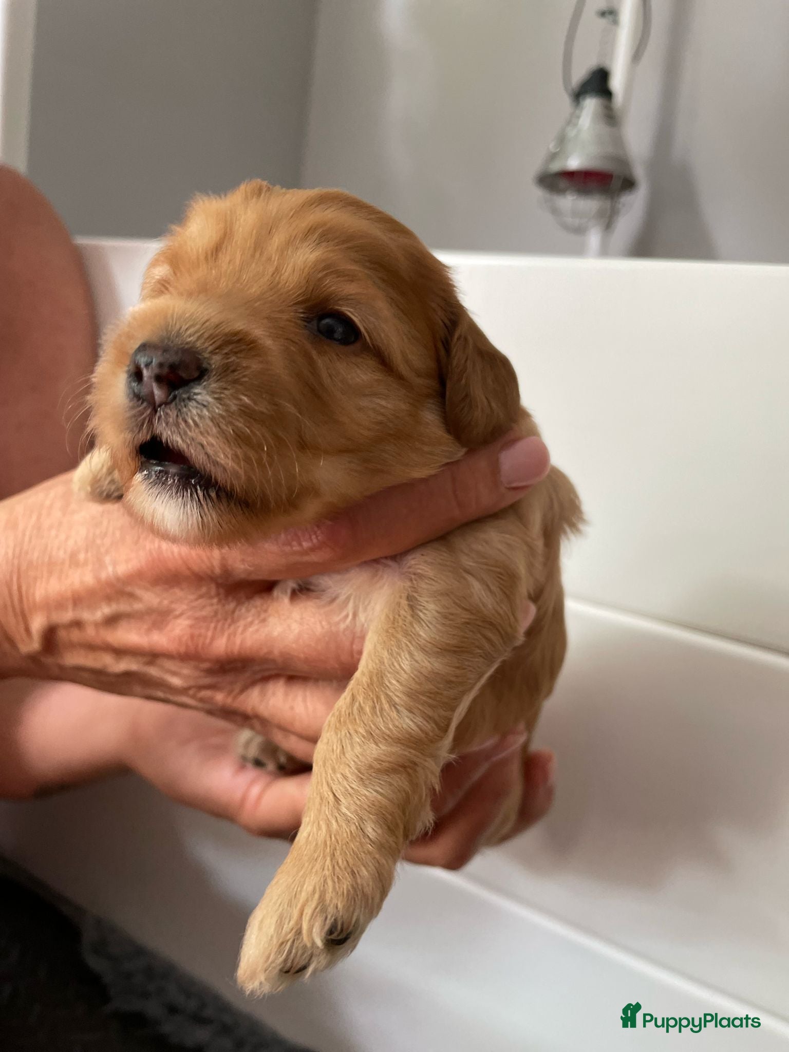Australian Labradoodle honden te koop: Nestje Australian Labradoodles mini - Advertentie 8