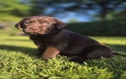 Labrador Retriever honden te koop: Heel lieve labrador  - Afbeelding 4