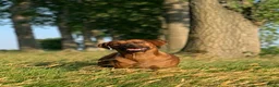 Rhodesian Ridgeback honden te koop: Rhodesian Ridgeback pup Reu 29 mei ophalen - Advertentie 5