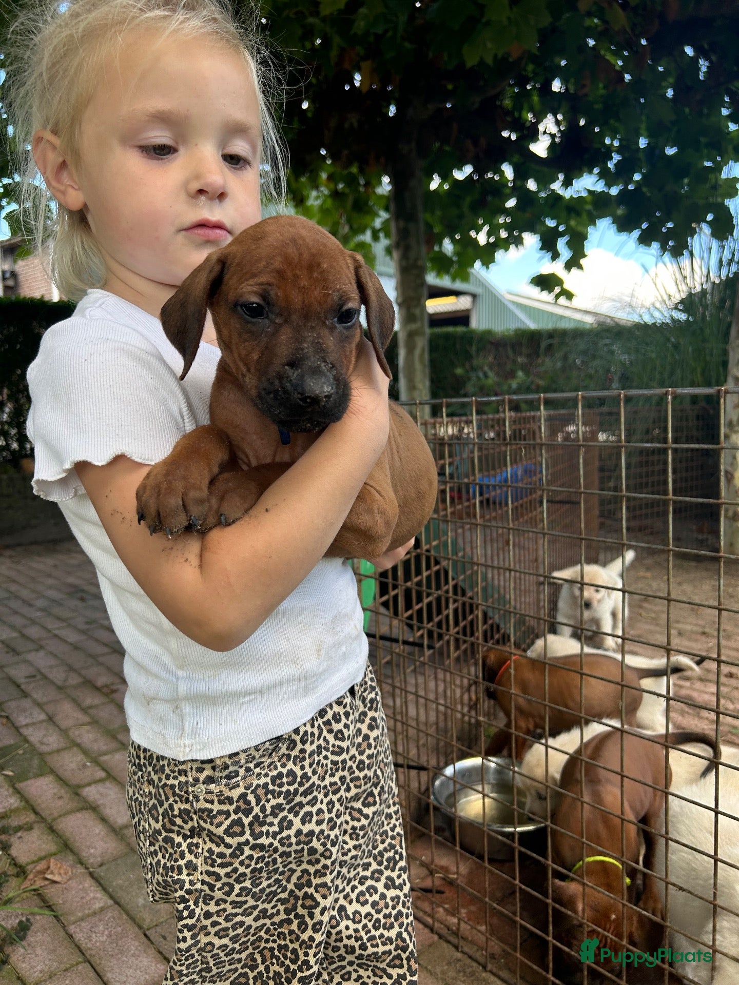Rhodesian Ridgeback honden Prachtige Rhodesian Ridgeback pups met stamboom  - Advertentie 1
