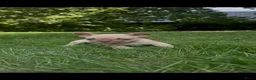Franse Bulldog honden te koop: Franse Bulldog pups! Uniek dna+ arfe stamboom - Advertentie 5