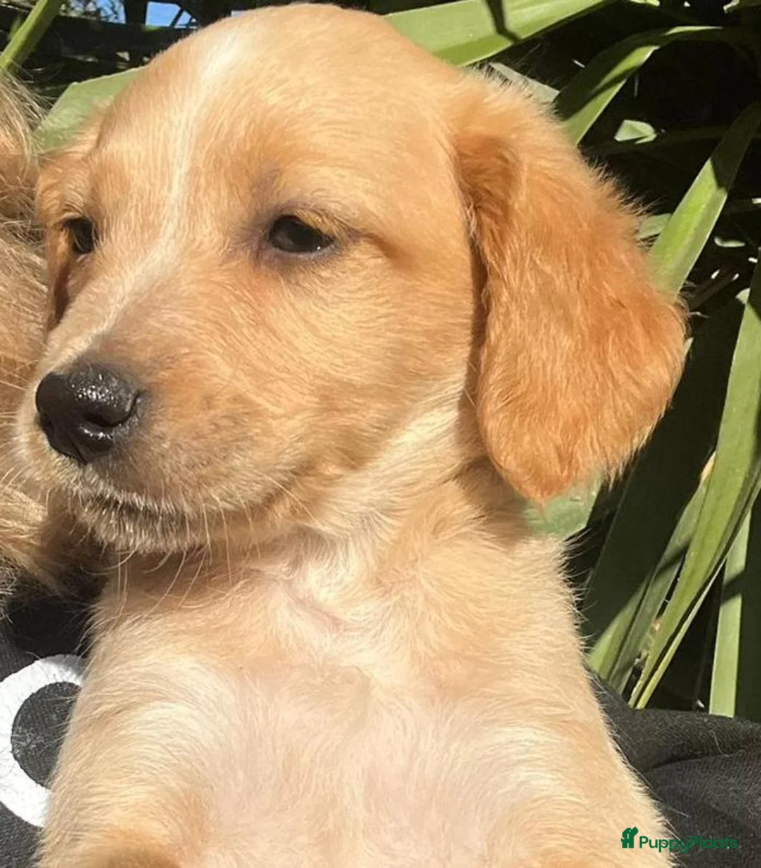 Kruising honden ter adoptie: zimba zit op jouw te wachten  - Advertentie 8