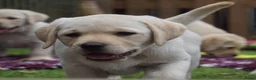 Labrador Retriever honden te koop: Authentieke Gele Labrador Pups Met Stamboom  - Advertentie 9